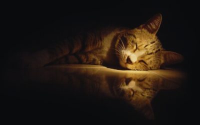 21 Comforting Loss of Cat Poems