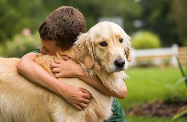Boy hugging his golden retriever on the lawn, dog cremation in Sydney with Pet Memorial Australia